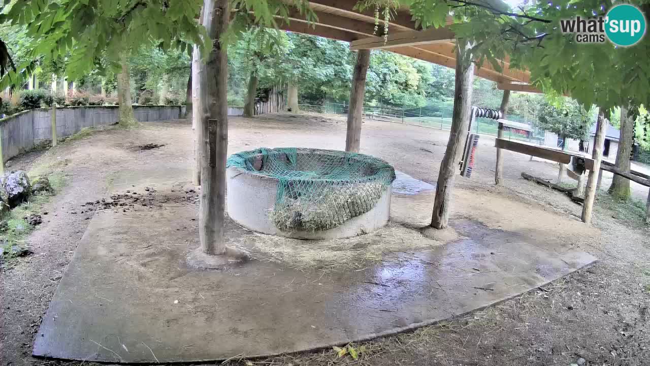 Zebre v živo v živalskem vrtu Ljubljana ZOO spletne kamere