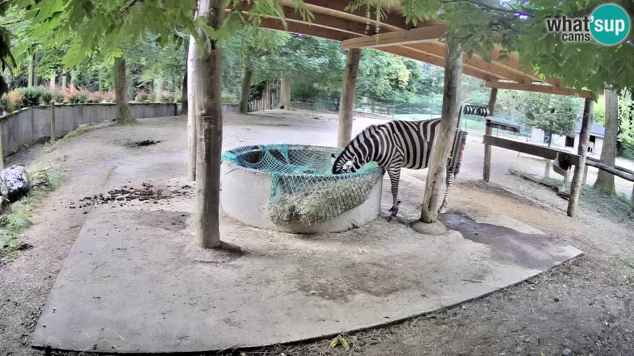 Le Zebre nello ZOO di Ljubljana – Slovenia Live webcam