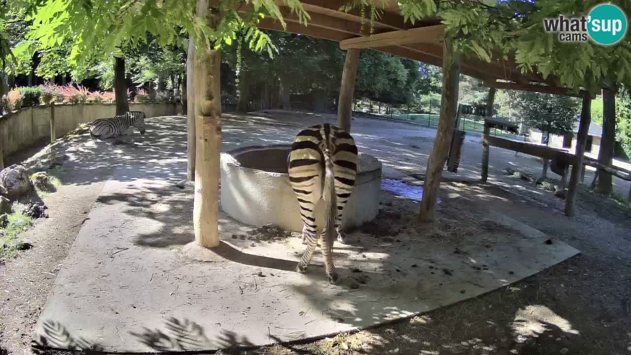 Zebre v živo v živalskem vrtu Ljubljana ZOO spletne kamere