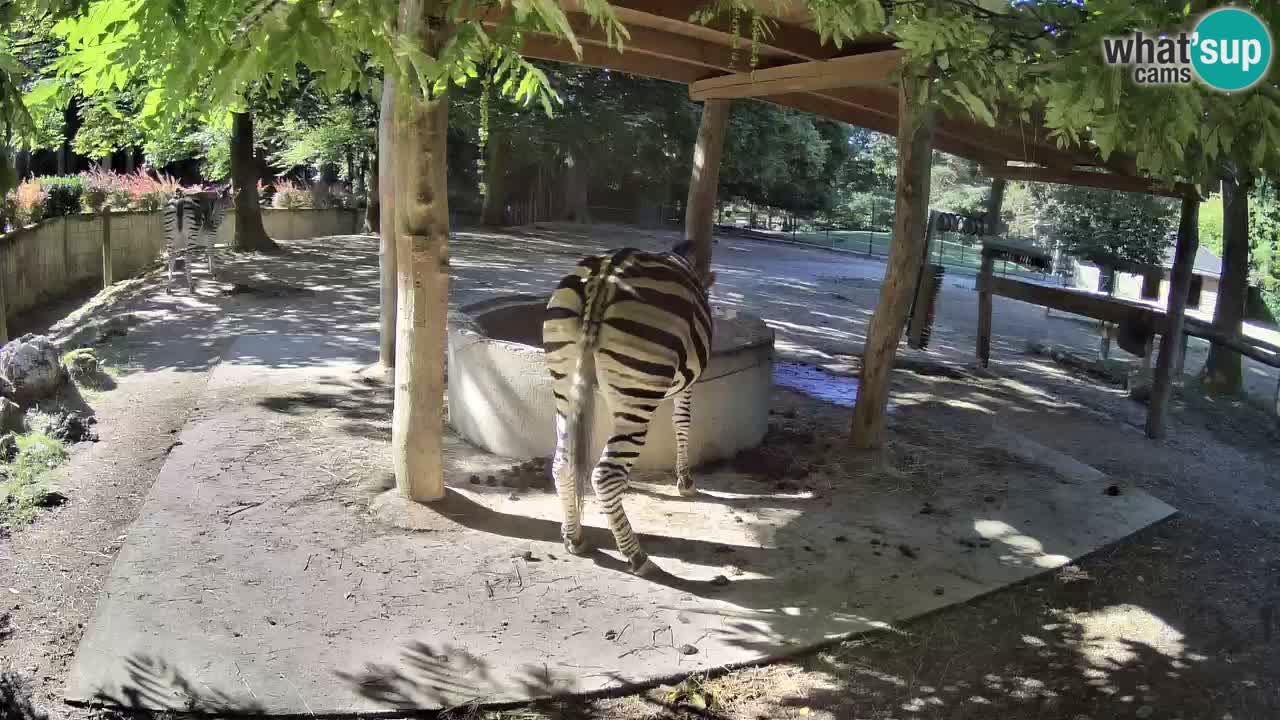 Le Zebre nello ZOO di Ljubljana – Slovenia Live webcam