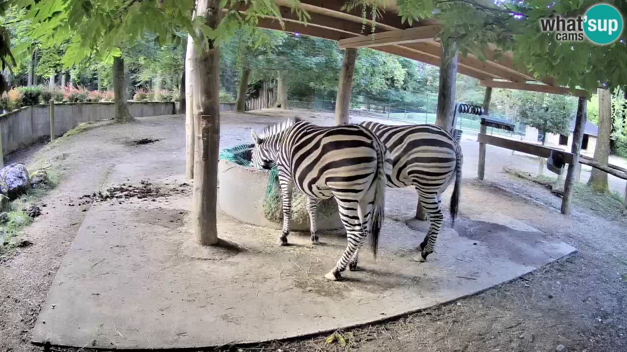 Zebre v živo v živalskem vrtu Ljubljana ZOO spletne kamere