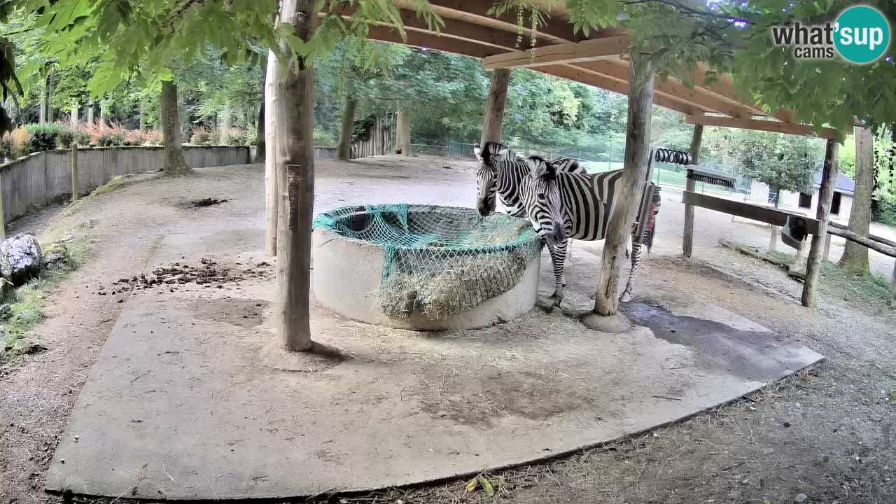 Le Zebre nello ZOO di Ljubljana – Slovenia Live webcam