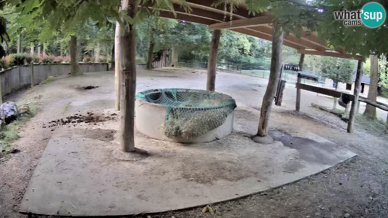 Le Zebre nello ZOO di Ljubljana – Slovenia Live webcam