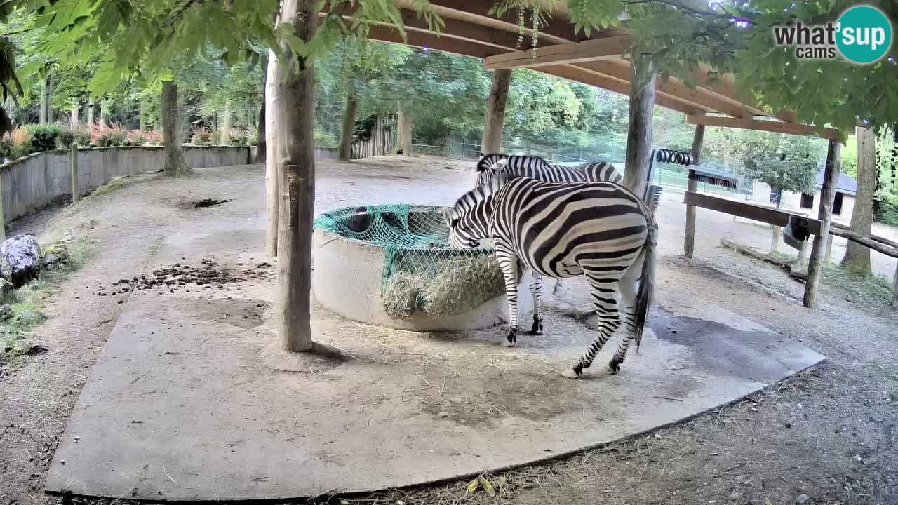 Web kamera uživo Zebras u ZOO Ljubljana – Slovenija