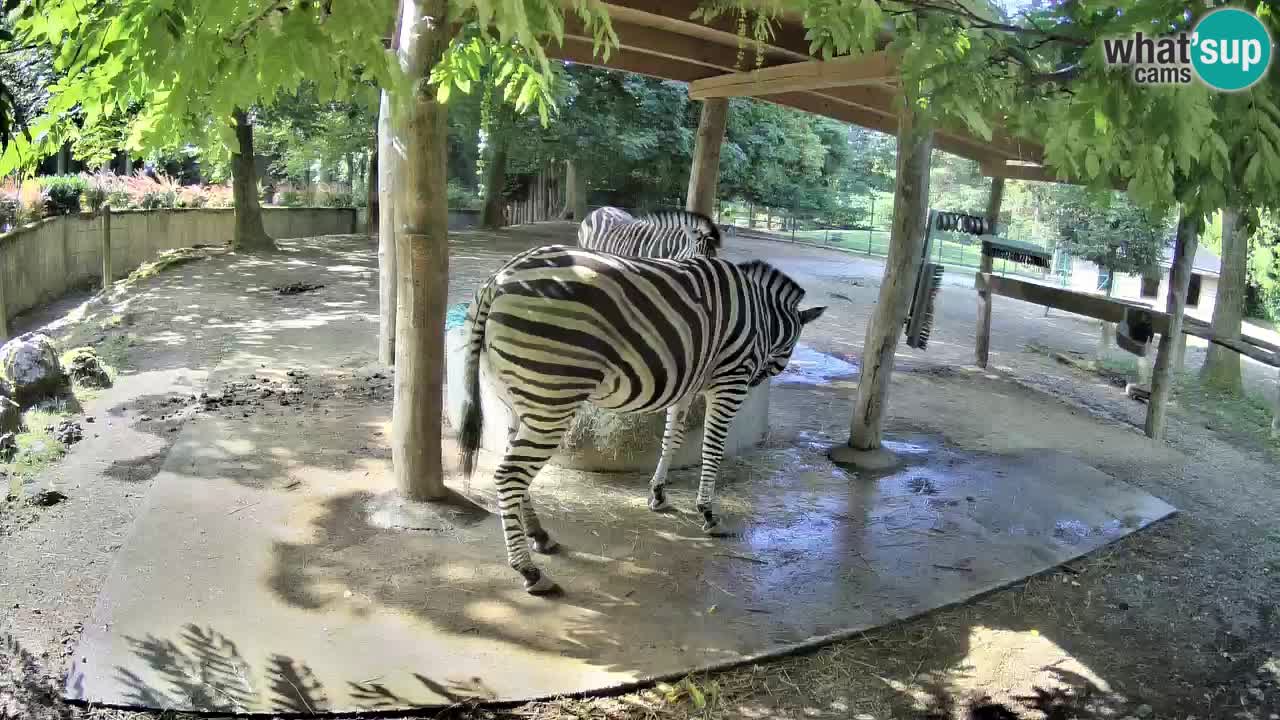 Live Webcam Zebras in Ljubljana ZOO – Slowenien
