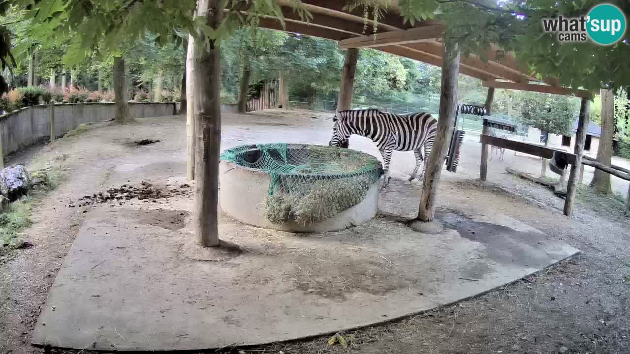 Live Webcam Zebras in Ljubljana ZOO – Slowenien