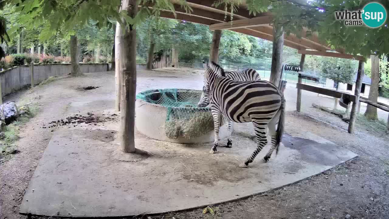 Live Webcam Zebras in Ljubljana ZOO – Slowenien