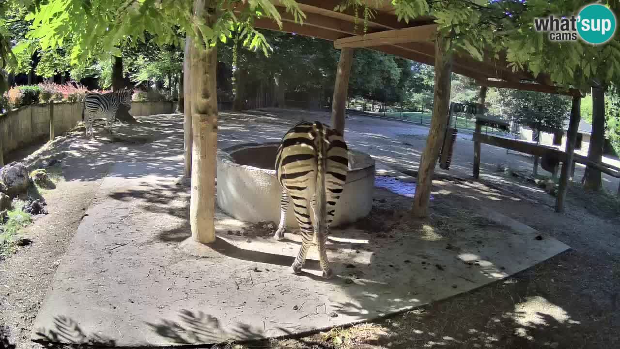 Camera en vivo Cebras in Ljubljana ZOO – Eslovenia