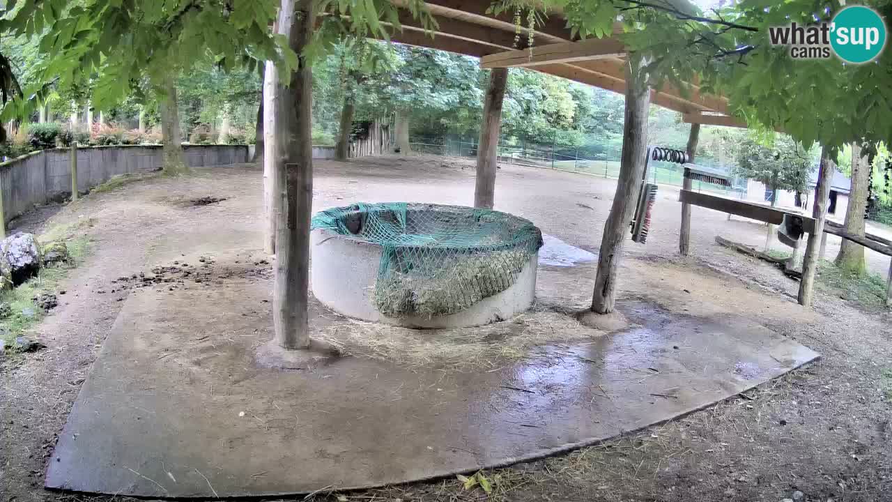 Live webcam Les zèbres in Ljubljana ZOO – Slovénie