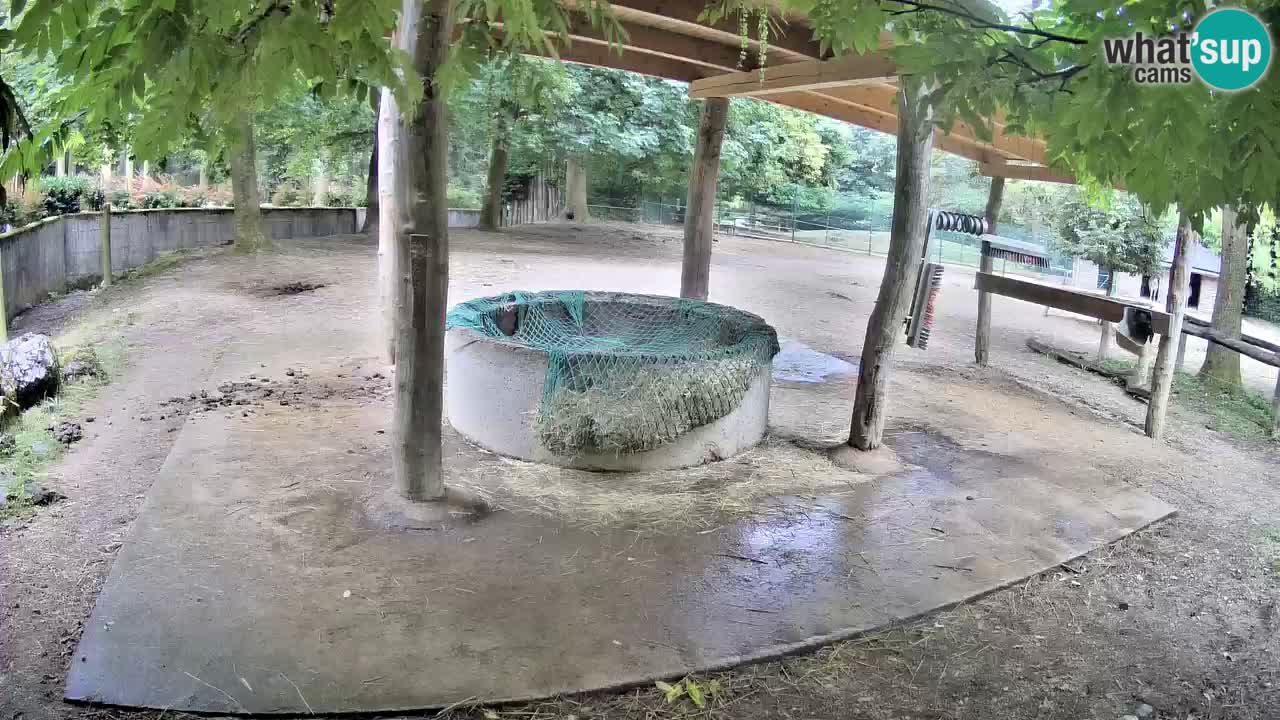 Camera en vivo Cebras in Ljubljana ZOO – Eslovenia