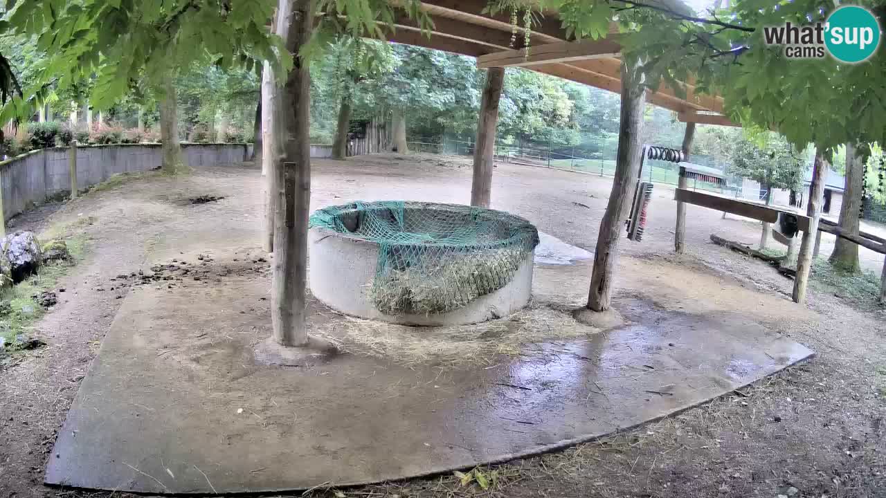 Live webcam Les zèbres in Ljubljana ZOO – Slovénie