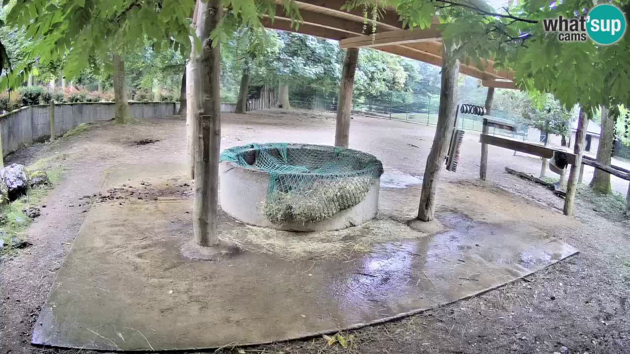 Camera en vivo Cebras in Ljubljana ZOO – Eslovenia