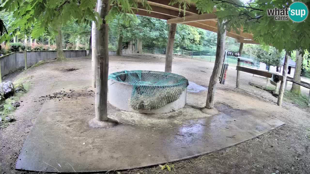 Live webcam Les zèbres in Ljubljana ZOO – Slovénie