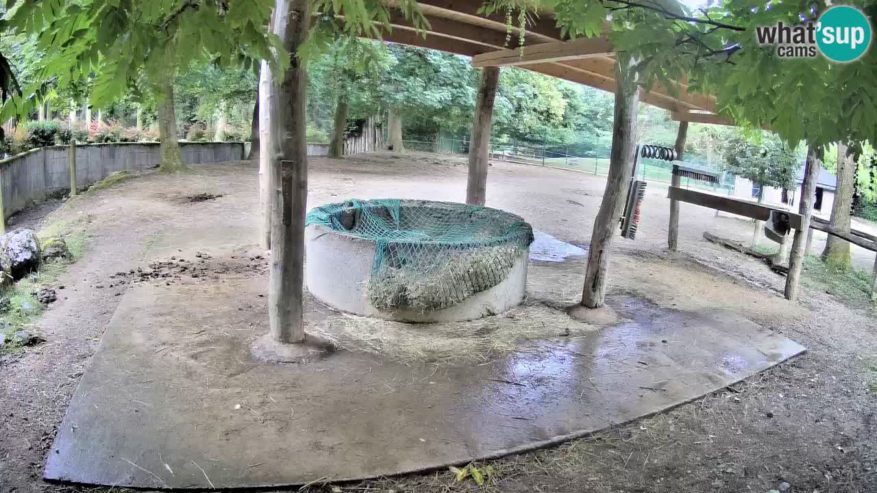 Live Webcam Zebras in Ljubljana ZOO – Slowenien