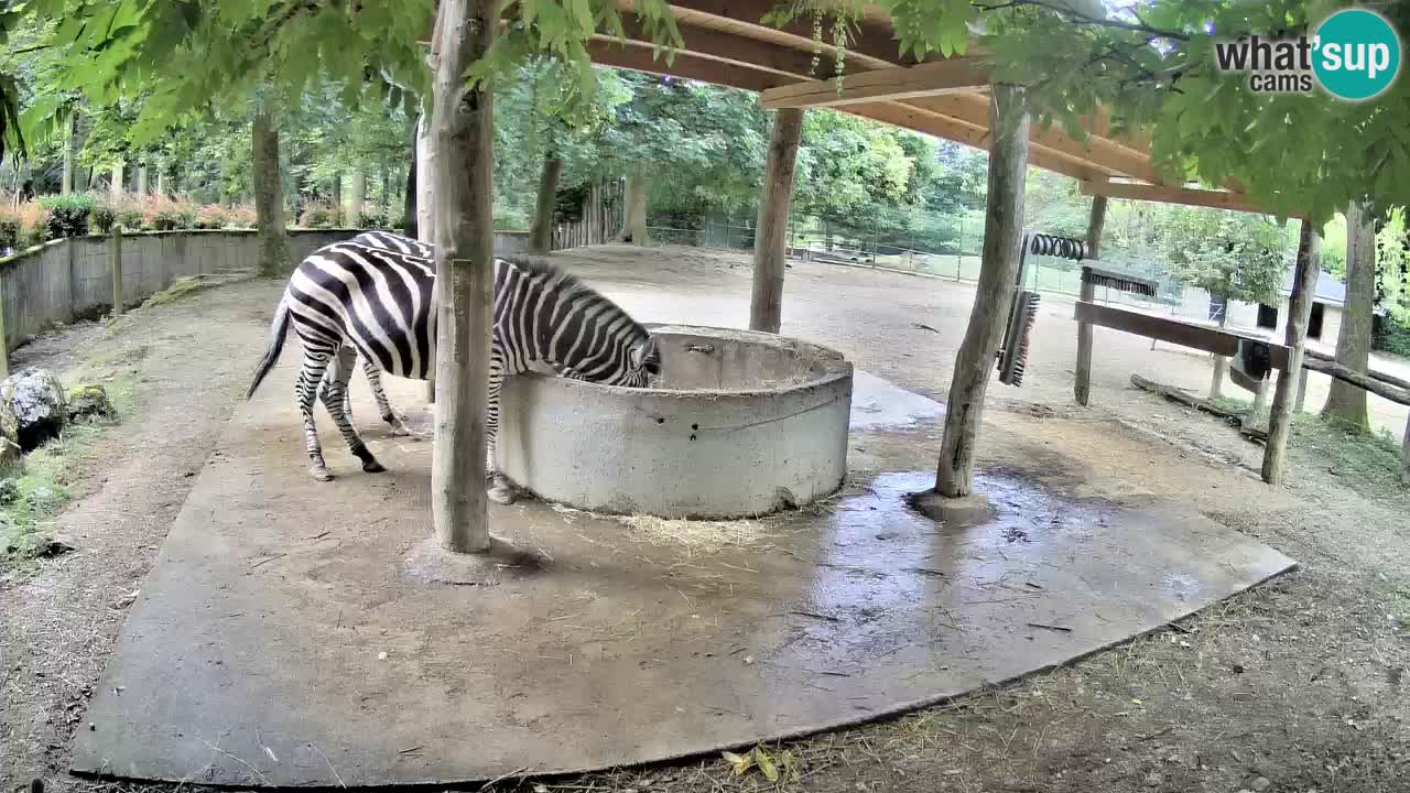 Live webcam Zebras in Ljubljana ZOO – Slovenia
