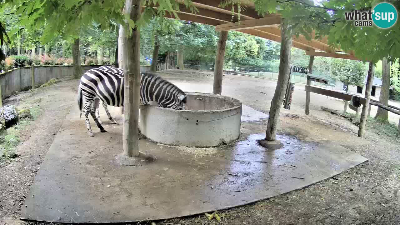 Live webcam Zebras in Ljubljana ZOO – Slovenia