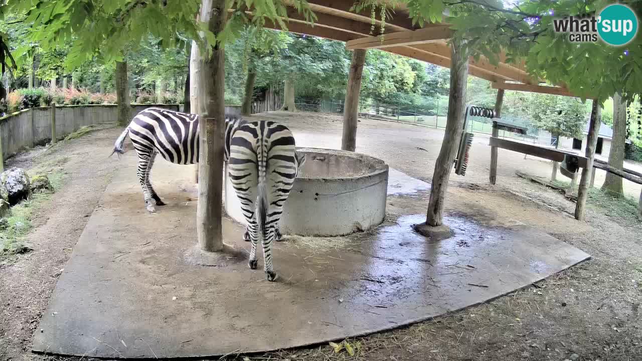 Le Zebre nello ZOO di Ljubljana – Slovenia Live webcam