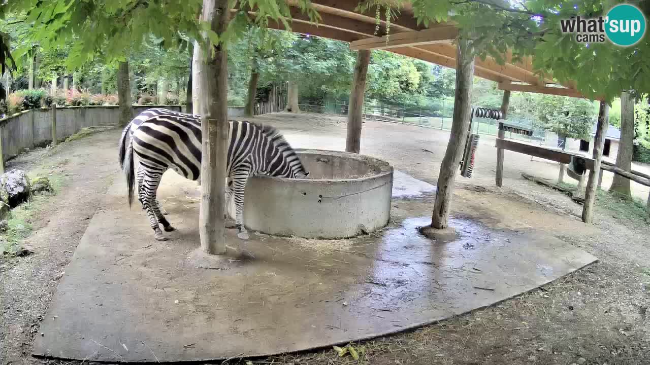 Zebre v živo v živalskem vrtu Ljubljana ZOO spletne kamere