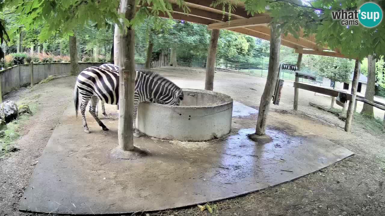 Live Webcam Zebras in Ljubljana ZOO – Slowenien