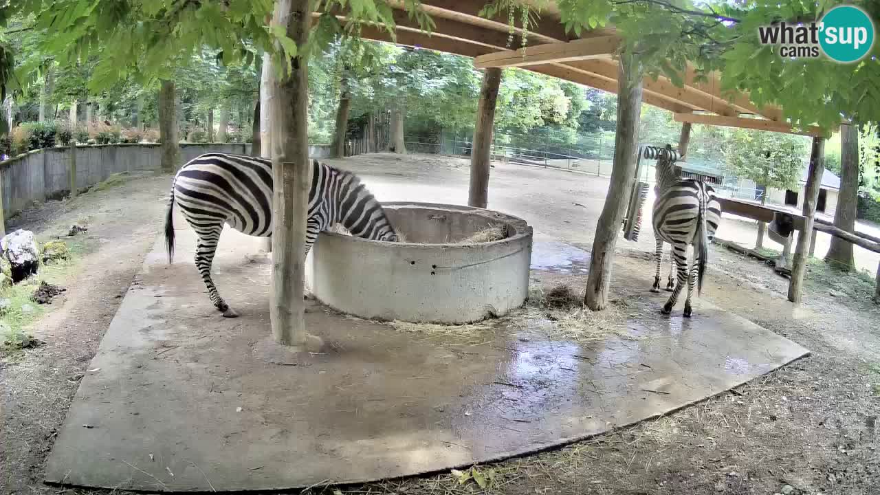 Live webcam Zebras in Ljubljana ZOO – Slovenia
