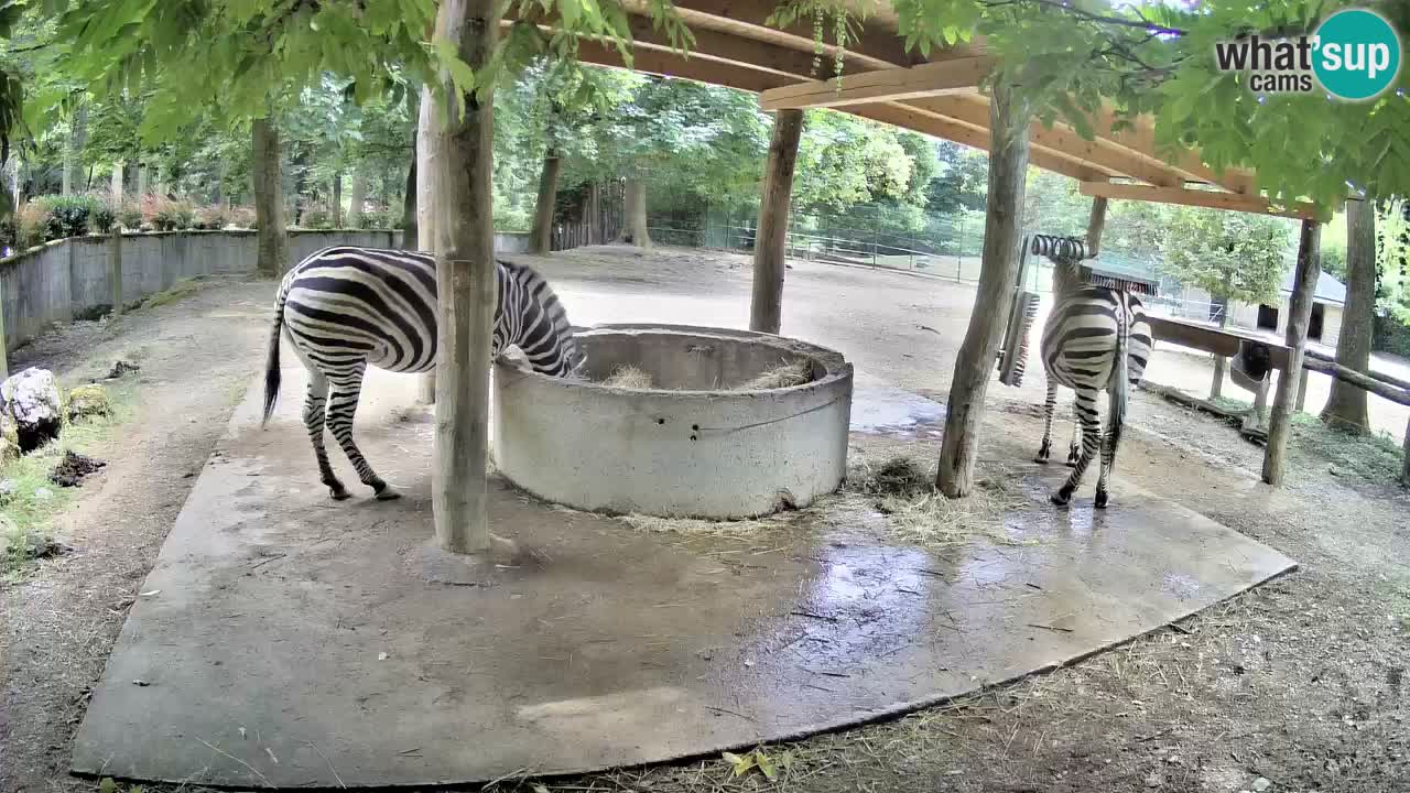 Live webcam Zebras in Ljubljana ZOO – Slovenia