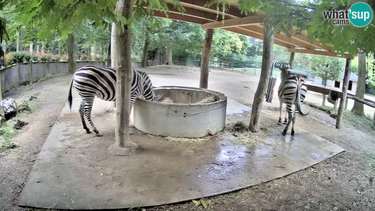 Web kamera uživo Zebras u ZOO Ljubljana – Slovenija