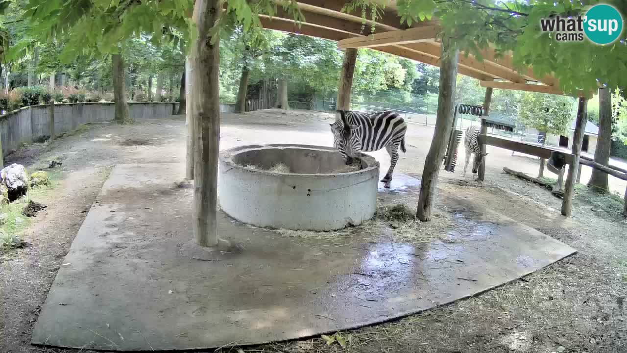 Live webcam Zebras in Ljubljana ZOO – Slovenia