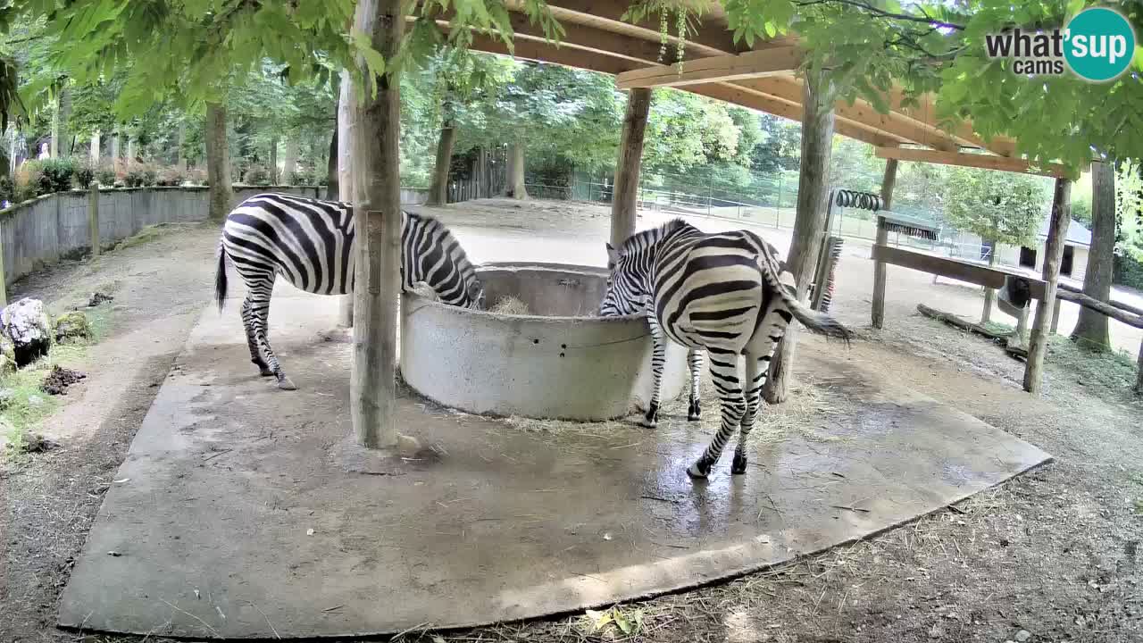 Live webcam Zebras in Ljubljana ZOO – Slovenia