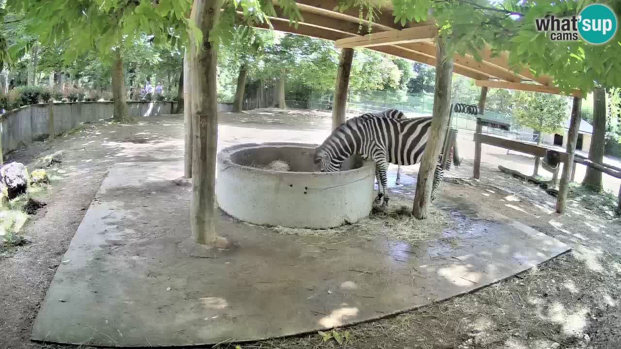 Web kamera uživo Zebras u ZOO Ljubljana – Slovenija