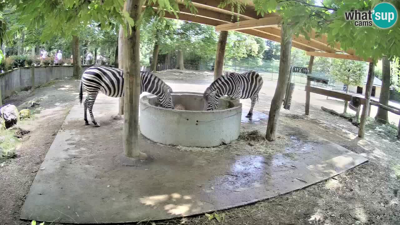 Le Zebre nello ZOO di Ljubljana – Slovenia Live webcam