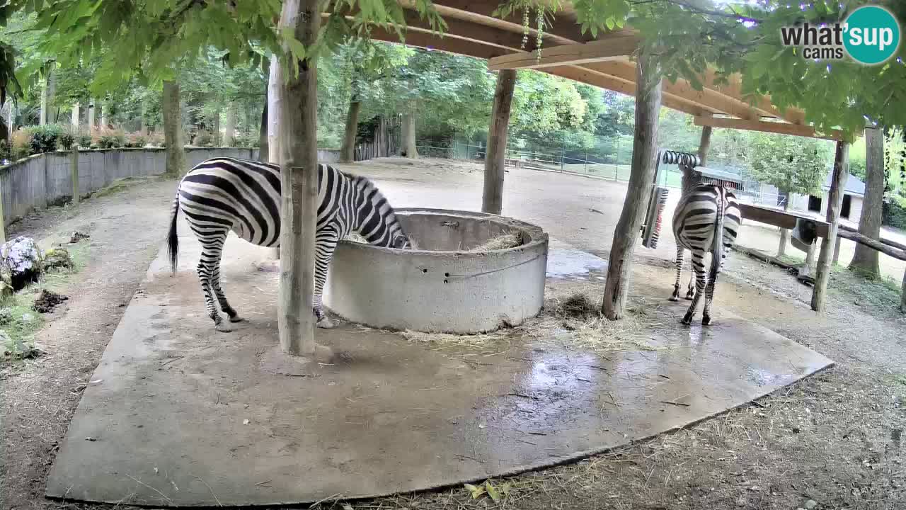 Zebre v živo v živalskem vrtu Ljubljana ZOO spletne kamere