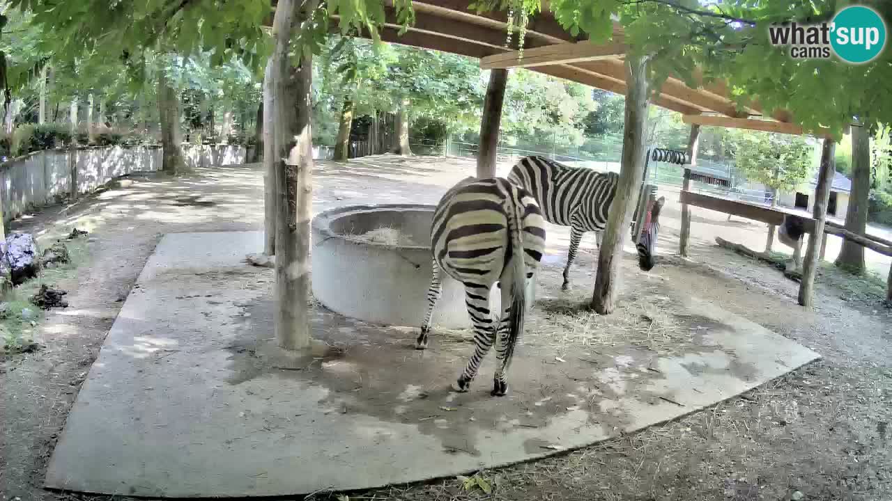 Web kamera uživo Zebras u ZOO Ljubljana – Slovenija