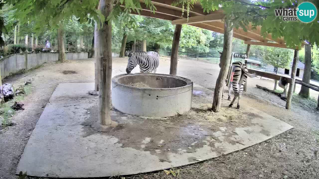 Live Webcam Zebras in Ljubljana ZOO – Slowenien