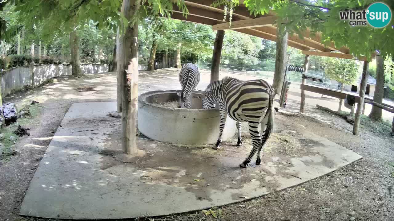 Camera en vivo Cebras in Ljubljana ZOO – Eslovenia