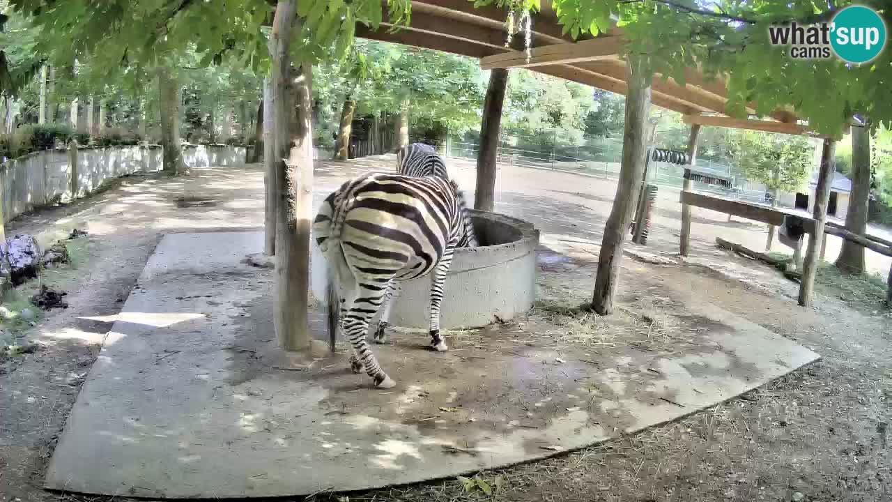 Web kamera uživo Zebras u ZOO Ljubljana – Slovenija
