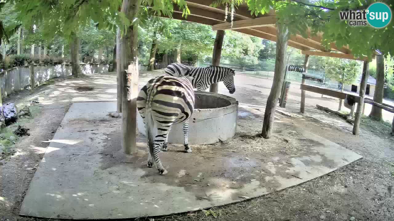 Camera en vivo Cebras in Ljubljana ZOO – Eslovenia