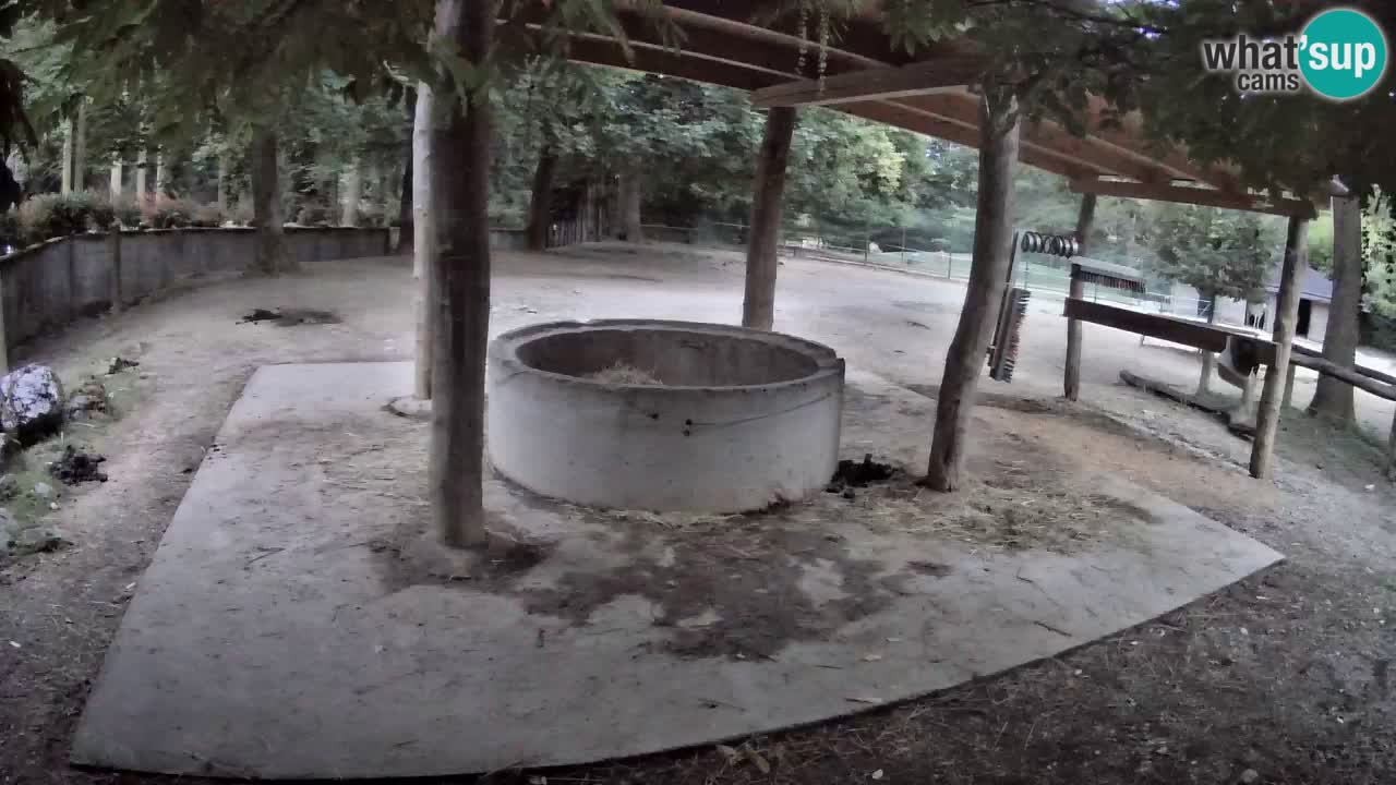 Live webcam Zebras in Ljubljana ZOO – Slovenia