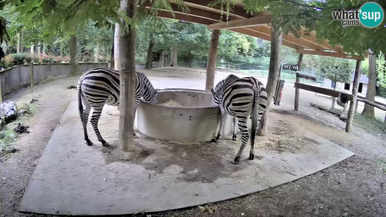 Zebre v živo v živalskem vrtu Ljubljana ZOO spletne kamere