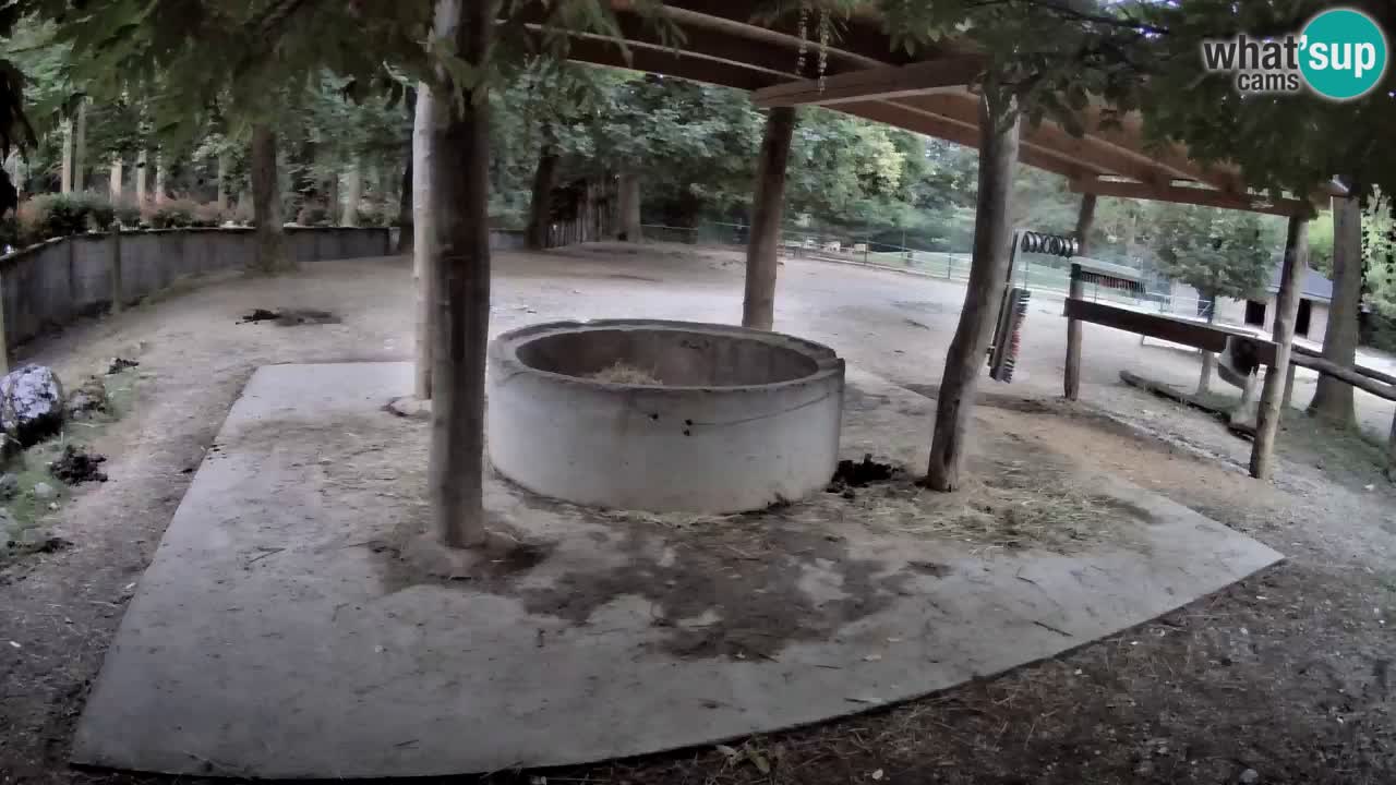 Live Webcam Zebras in Ljubljana ZOO – Slowenien
