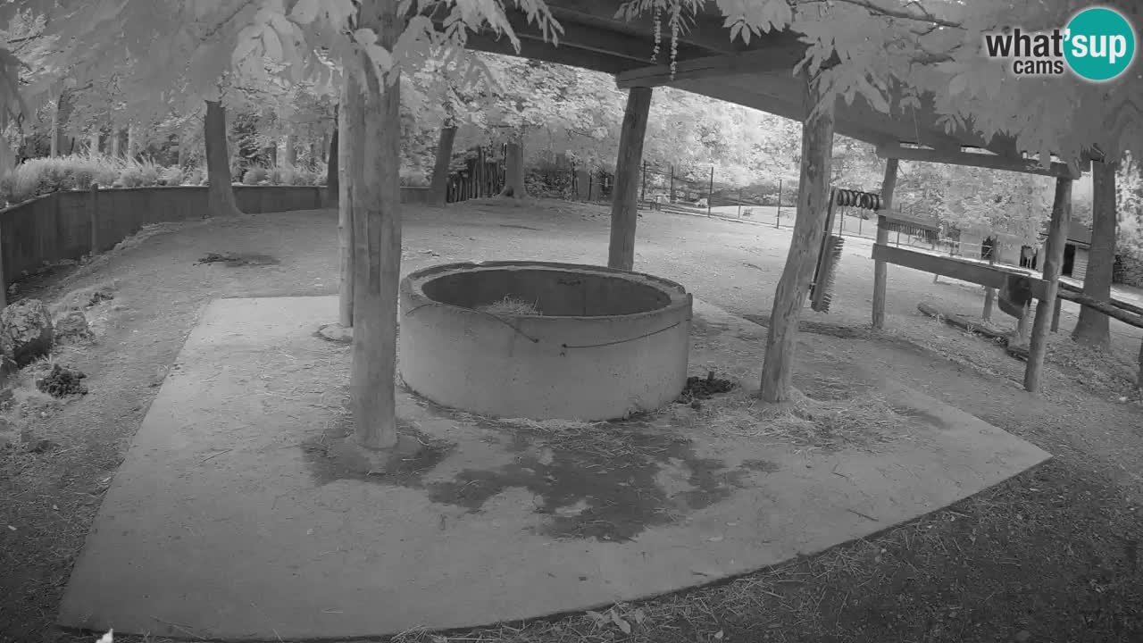 Live webcam Les zèbres in Ljubljana ZOO – Slovénie