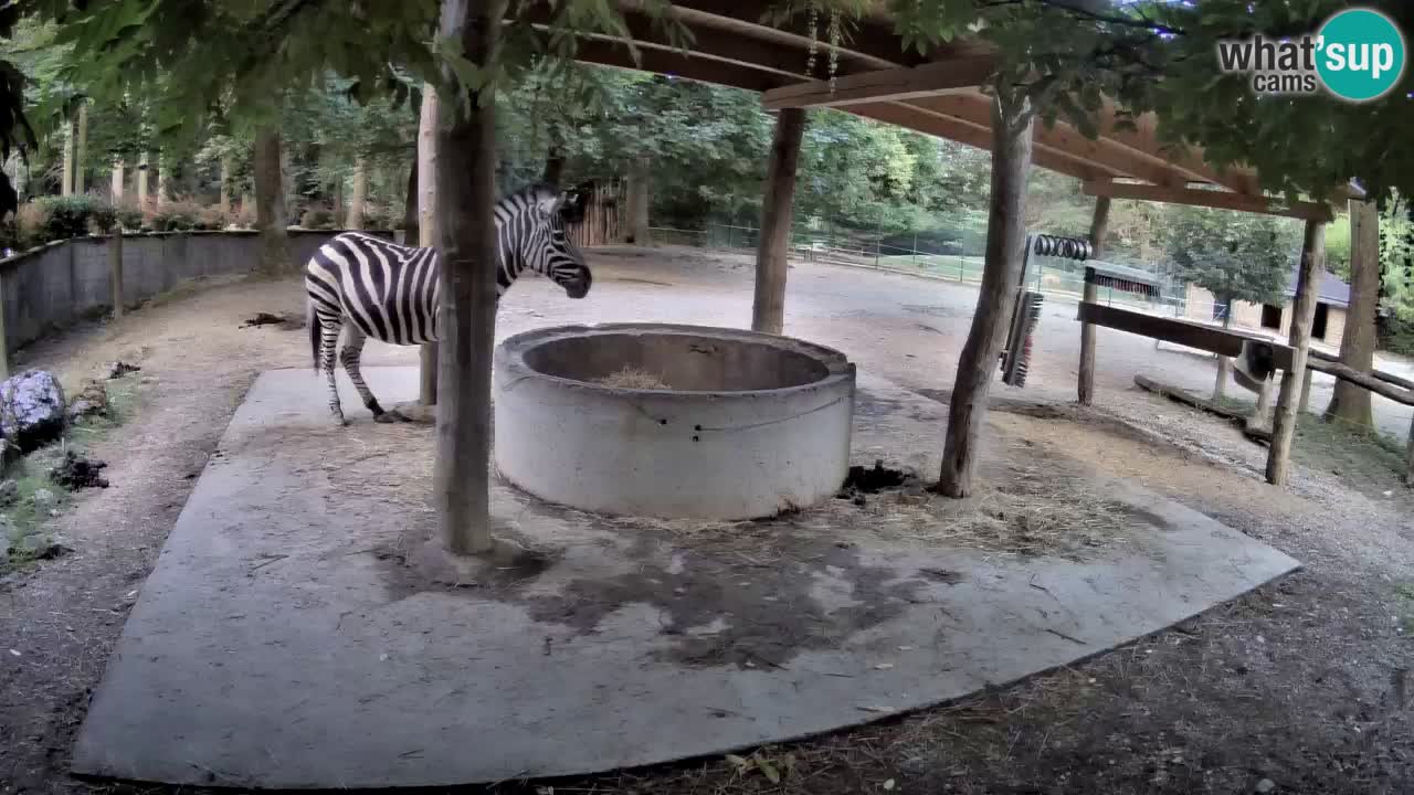 Live webcam Zebras in Ljubljana ZOO – Slovenia
