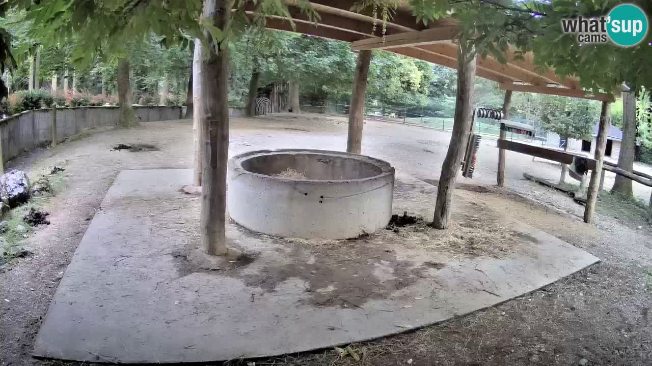 Le Zebre nello ZOO di Ljubljana – Slovenia Live webcam