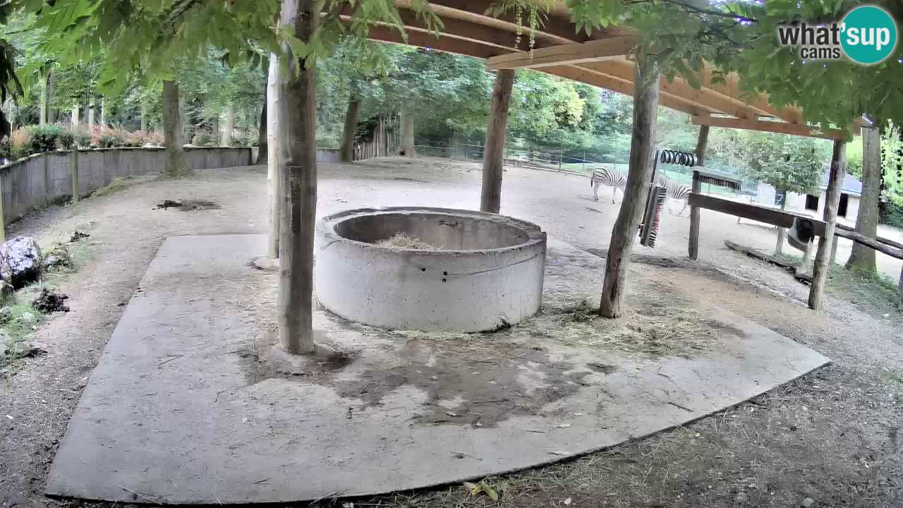 Live webcam Les zèbres in Ljubljana ZOO – Slovénie
