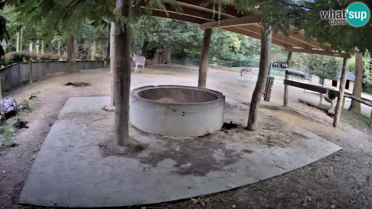Live webcam Zebras in Ljubljana ZOO – Slovenia