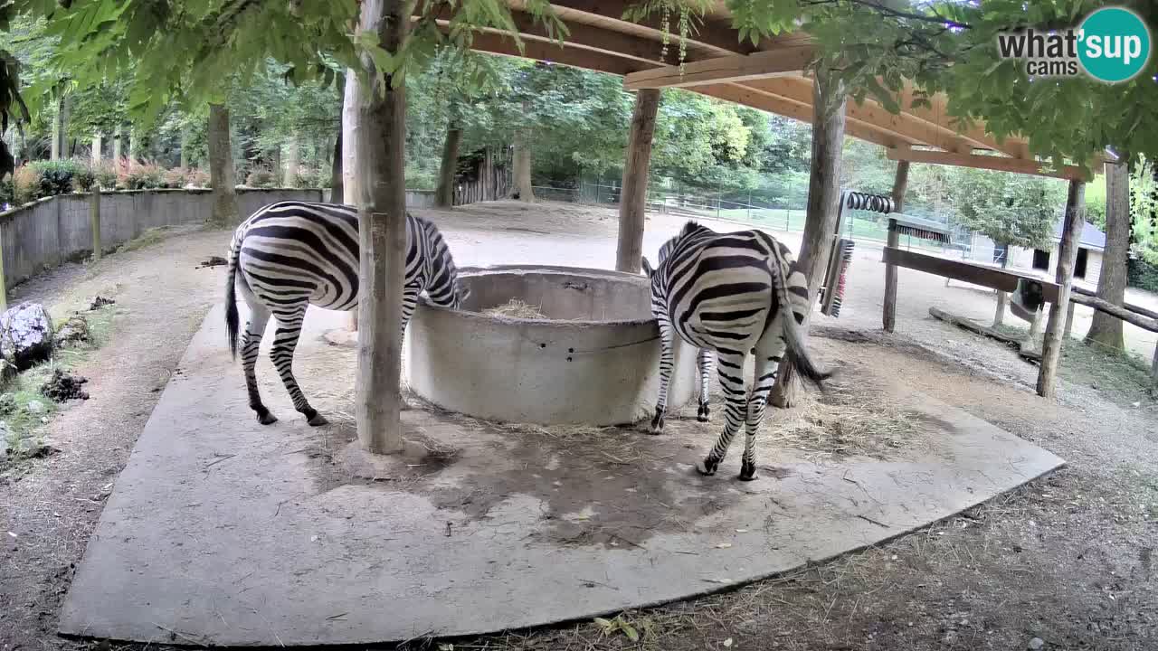 Live Webcam Zebras in Ljubljana ZOO – Slowenien
