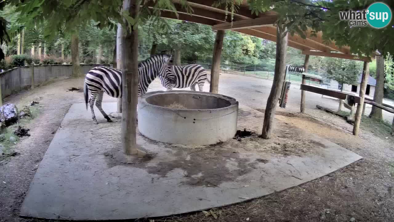 Live webcam Zebras in Ljubljana ZOO – Slovenia