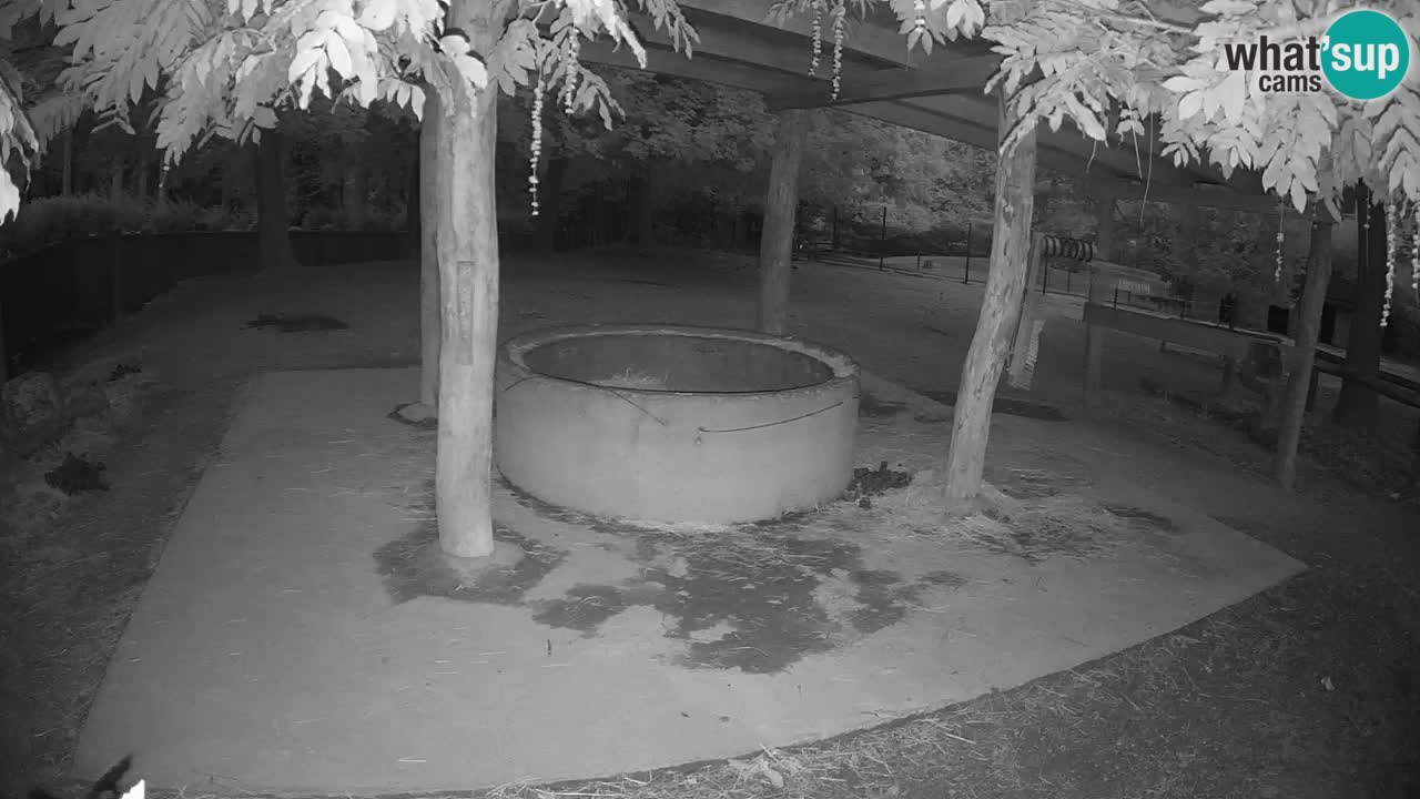 Camera en vivo Cebras in Ljubljana ZOO – Eslovenia