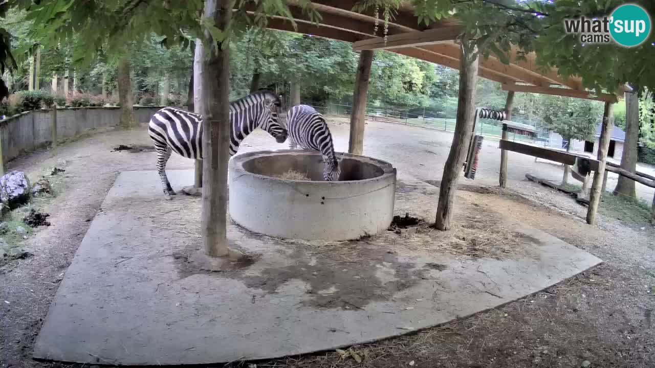 Live webcam Zebras in Ljubljana ZOO – Slovenia