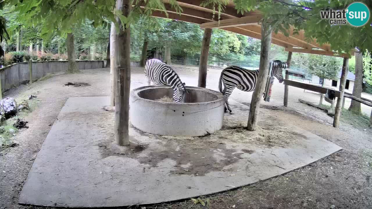 Camera en vivo Cebras in Ljubljana ZOO – Eslovenia