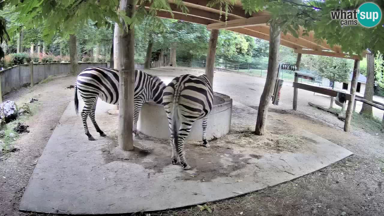 Camera en vivo Cebras in Ljubljana ZOO – Eslovenia